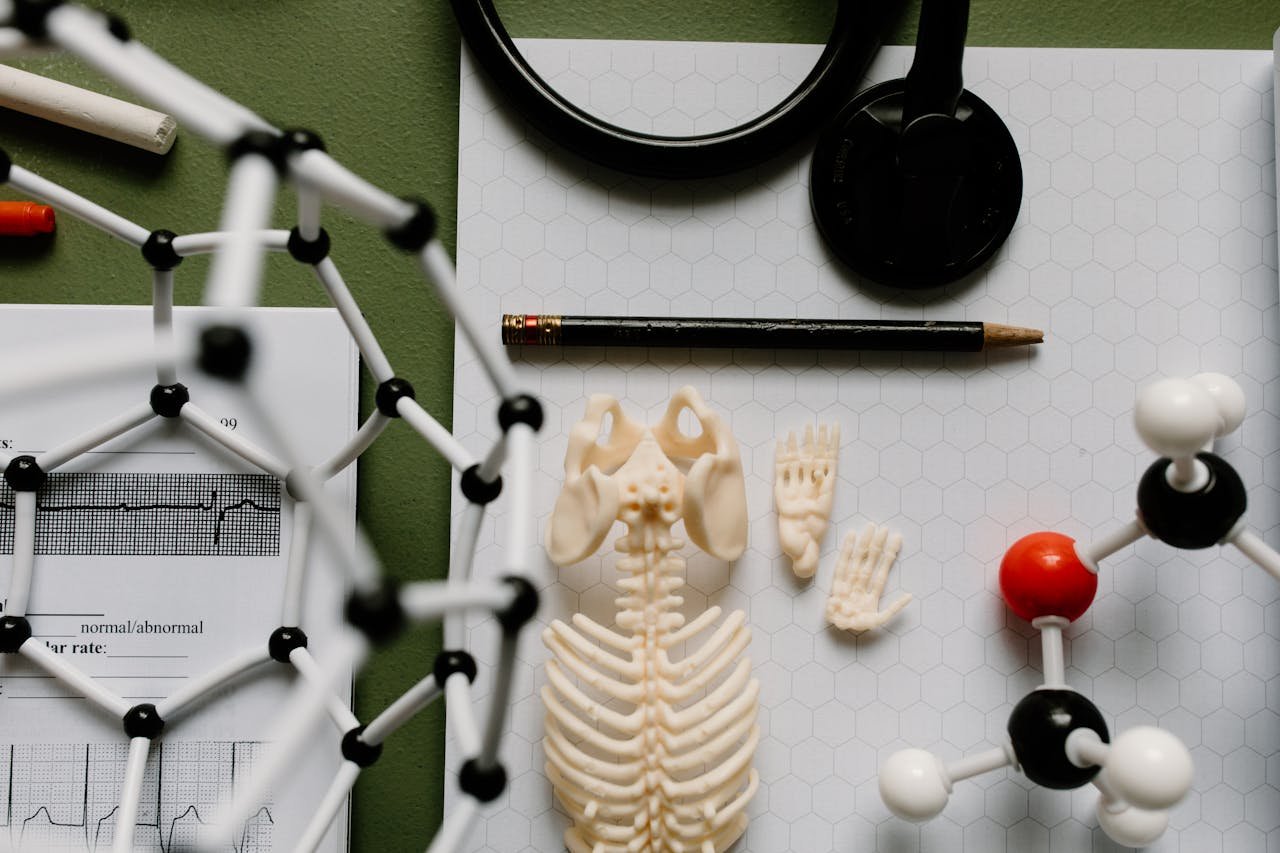 Educational science setup with molecular models, skeletal display, and stethoscope.